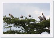 08AkageraAllDayGameDrive - 110 * Yellow-billed Storks.